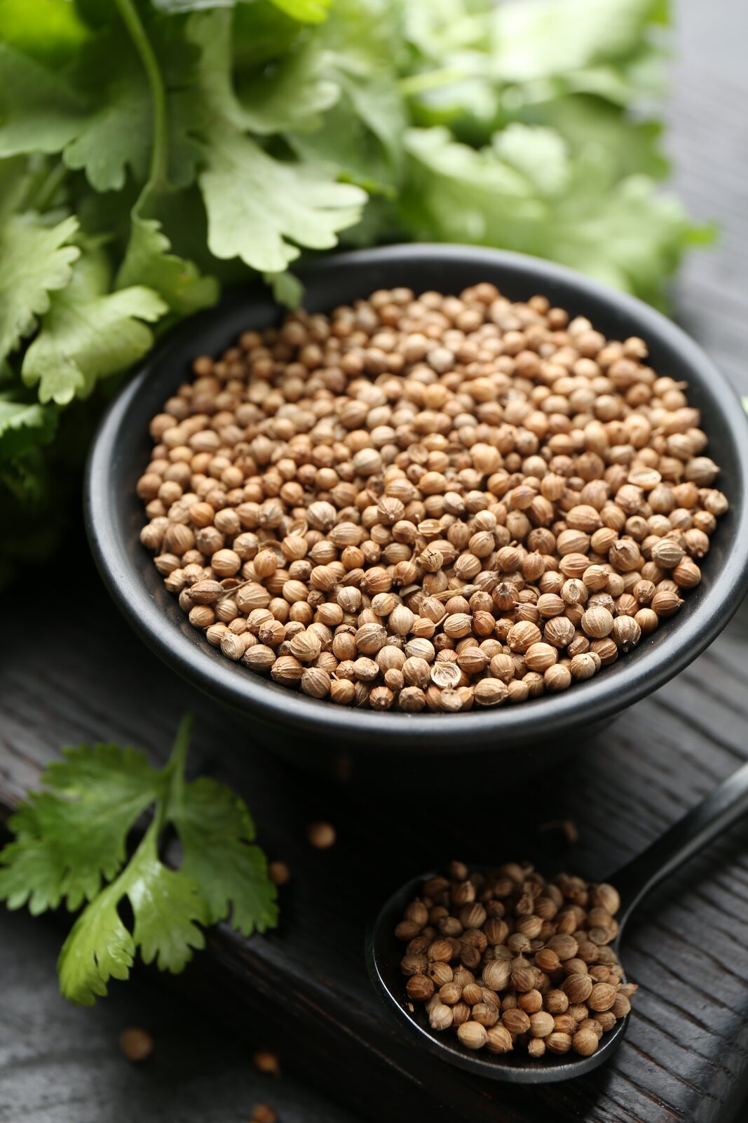 Coriander Seed